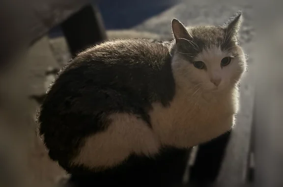 Найдена кошка, Ульяновск, фото: Найдена кошка, 2-й Благодатный переулок, Ульяновск — серо-белая, частный сектор