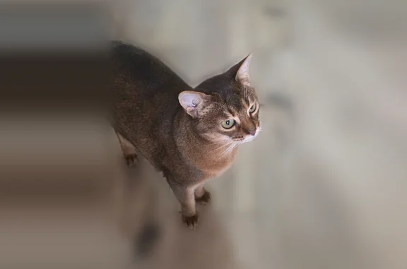 Пропала кошка, Георгиевская улица, Горицы — пугливая, 12 лет - photo