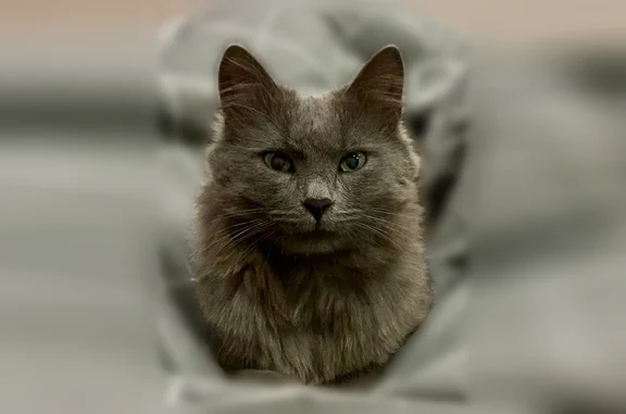 Кошки потеряшки, Южно-Челябинский Прииск, фото: Потеряшка кошка, улица Суркова, Челябинский городской округ, Южно-Челябинский Прииск — серый длинношерстный кот, зелёные глаза
