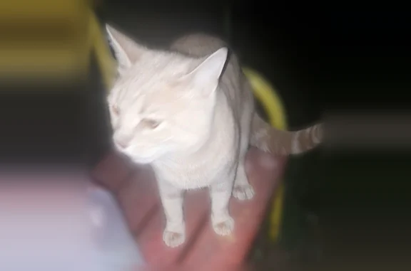 Найдена кошка, Орёл, фото: Найдена кошка, улица Металлургов, 80, Орёл — гладкошерстная, светло-рыжая