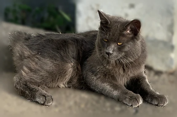 Найдена кошка, Краснодар, фото: Найдена кошка, Минская улица, Краснодар — ходит за людьми, просит есть, без хвоста