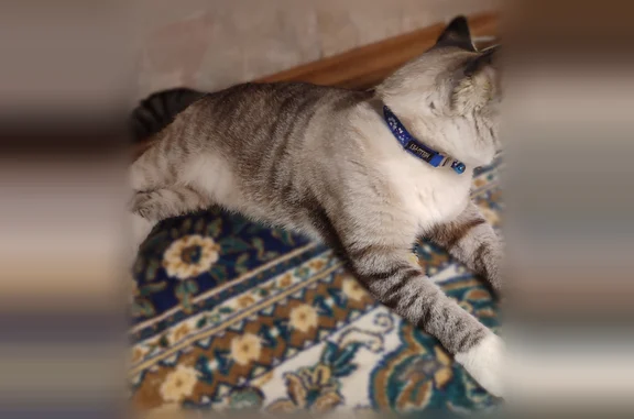Найдена кошка, Коряжма, фото: Найдена кошка, проспект Ленина, 24, Коряжма — ошейник hello pet, большие голубые/серые глаза