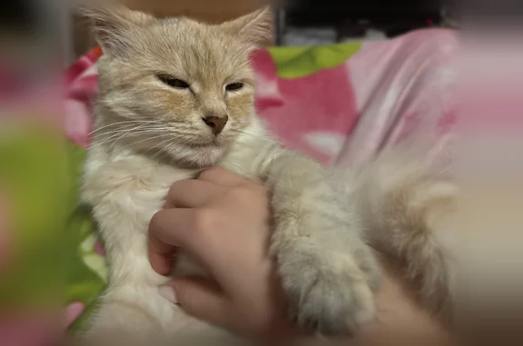 Объявления о пропавших и найденных животных, Тольятти, фото: Пропала кошка, проезд Звёздный, городской округ Тольятти, Тольятти — тёмная кошечка на маленьких лапках