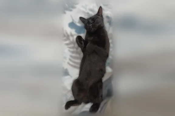Пропала кошка, Пенза — чёрная кошка с зелёными глазами, хвост сломан - photo
