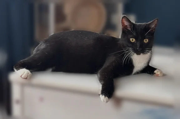 Пропала кошка, Васильковая улица, 1, Манихино — чёрный котик с белой манишкой и белыми усиками - photo