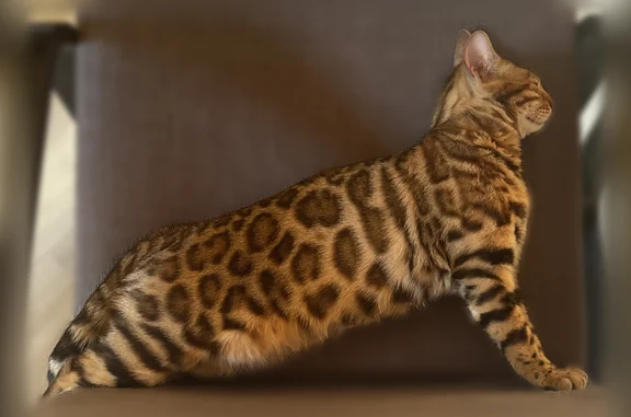 Кошки потеряшки, Шестово, фото: Потеряшка кошка, Шестово, Московская область — очень контактная, небольшая