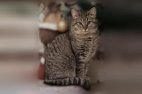 Пропала кошка, улица Володарского, 9, Выкса — серая, с белым воротничком, уши с кисточками - photo