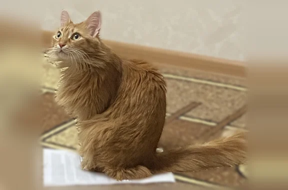 Потерянные животные Мариинск, фото: Пропала кошка, Юбилейная улица, 18А, Мариинск — рыжая взрослая, может сильно шипеть