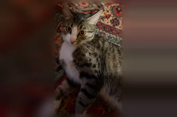 Пропала кошка, улица Мира, 2, Сосенский — выпала с балкона - photo