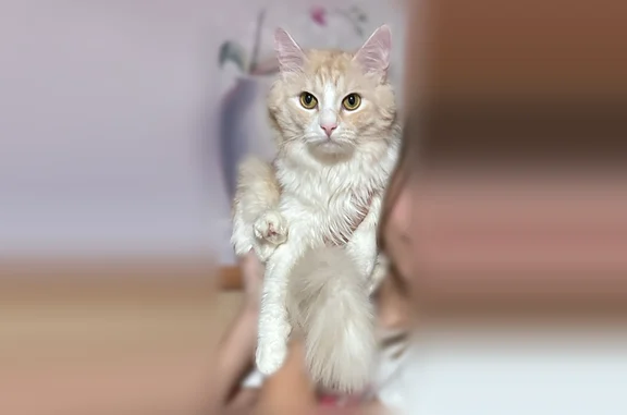 Пропала кошка, улица Карла Маркса, 14, Сызрань — светло-бежевый с белым, пугливый - photo