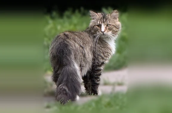 Найдена кошка, Псков, фото: Найдена кошка, Гражданская улица, 24, Псков — очень добрый котик, бежит следом