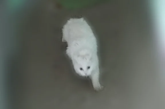 Найденные животные Нижний Новгород, фото: Найдена кошка, улица Красных Партизан, 14, Нижний Новгород — белая пушистая, на первом этаже, в первом подъезде