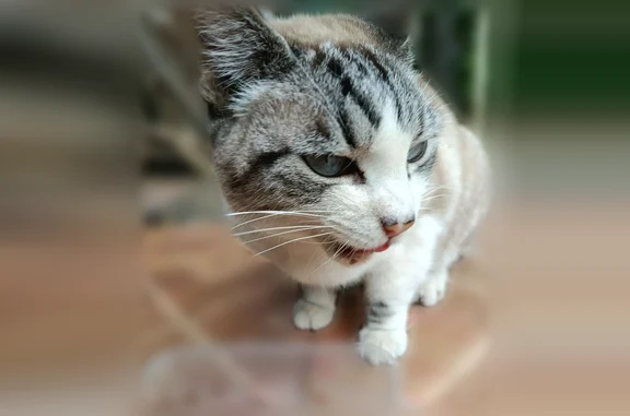 Найдена кошка, Оренбург, фото: Найдена кошка, улица Парижской Коммуны, 65, Оренбург — чистая, голубые глаза