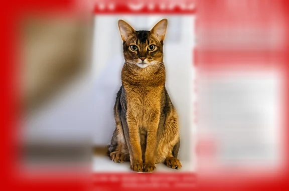 Пропала кошка, Куркинское шоссе, 17 к6, Москва — кот Марсик, абиссинец, серый ошейник - photo