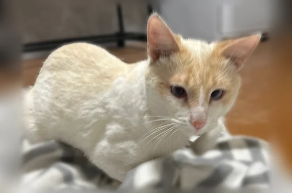 Найдена кошка, Самара, фото: Найдена кошка, Белорусская улица, 95, Самара — котёнок, кастрированный