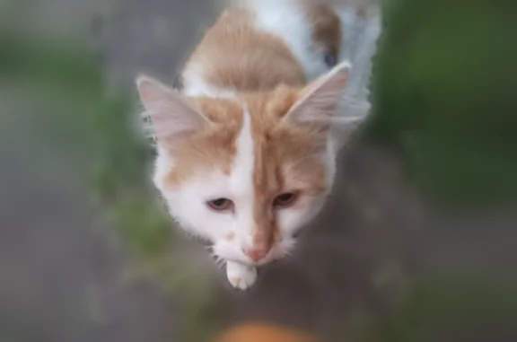 Найдена кошка, Краснодар, фото: Найдена кошка, Краснодар, Краснодарский край — молодой котик, рыже-белая, с фиолетовым ошейником