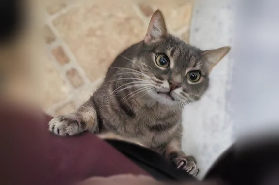 Пропала кошка, Дачная улица, 25/5, Новосибирск — небольшой котик, 6 лет, отзывается на имя - photo