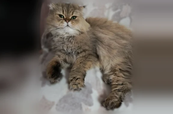 Пропала кошка, бульвар Ногина, 2 к2, Тверь — шотландская вислоухая, стриженная, с зелёными глазами - photo