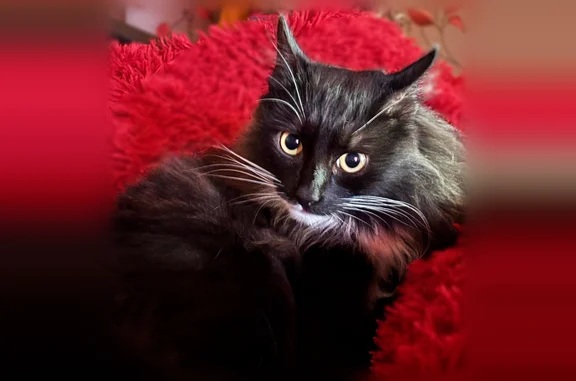 Пропала кошка, Советская улица, 4, Путино, Верещагино — полностью чёрная, с белыми лапками и белым подбородком - photo