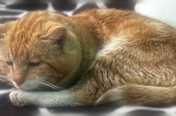 Найдена кошка, Раменское, фото: Найдена кошка, Раменское, Московская область — рыжая, царапина на щеке