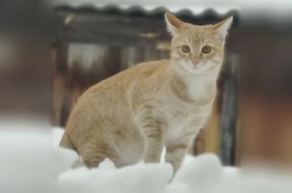 Пропала кошка, улица Медгородок, 2, Первомайск — подросток, рыжая, без ошейника - photo