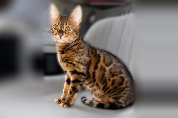 Пропала кошка, Заводская улица, Дубовое — бенгальская кошечка, 1,5 года - photo
