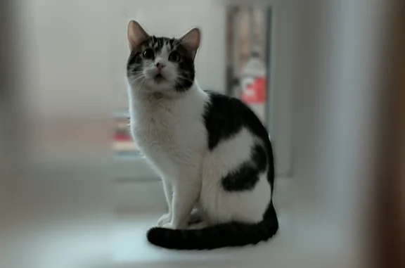 Найдена кошка, Набережные Челны, Татарстан, Набережные Челны - photo