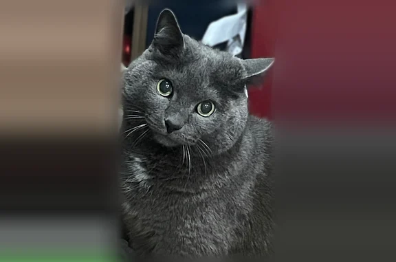 Пропала кошка, Садовая улица, 3В, Прохладный — серый крупный кот с белыми пятнышками - photo