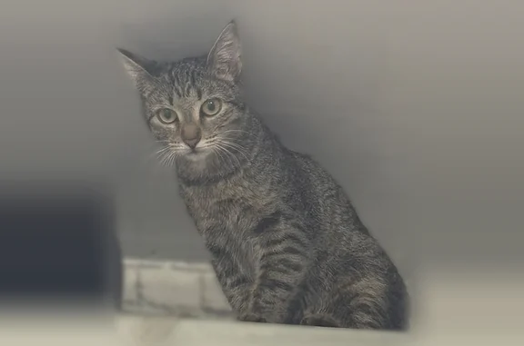 Пропала кошка, улица Максима Горького, 14, Бугульма — кастрированный кот, выпрыгнул с окна - photo