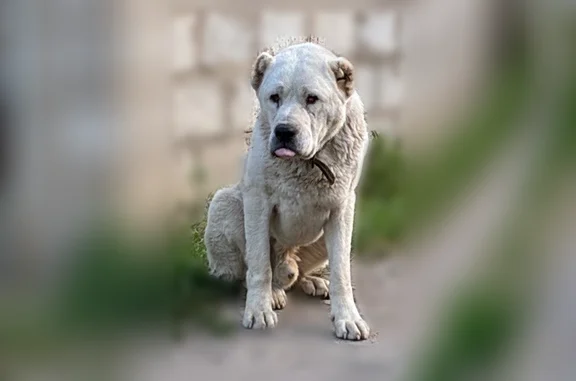 Найденные животные Волжский, фото: Найдена собака, СНТ «труд» о. Зеленый, Волжский — кобель, предположительно алабай