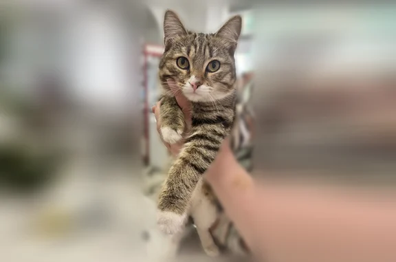 Найдена кошка, Пенза, фото: Найдена кошка, ул. Чкалова, Пенза — молодой котик, очень контактный и ласковый