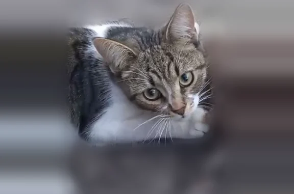 Объявления о пропавших и найденных животных, Елец, фото: Пропала кошка, улица Герцена, Елец — котенок 8 месяцев, бело-серый окрас