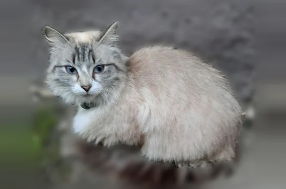 Найденные животные Солнечногорск, фото: Найдена кошка, 2-я Володарская улица, 7, Солнечногорск — очень ласковая, серый ошейник