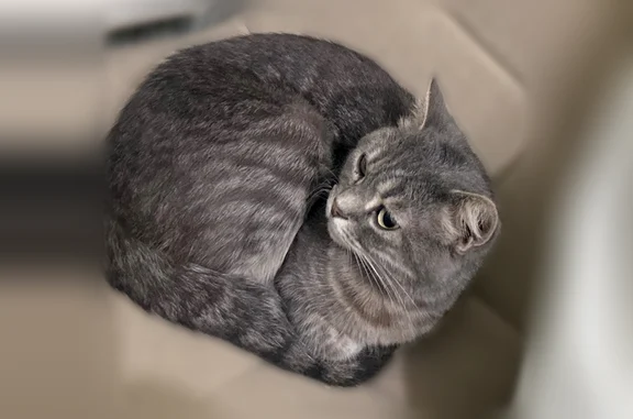 Пропала кошка, улица Ворошилова, 112, Батайск — полосатая, зелёные глаза - photo