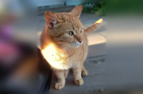 Найдена кошка, Тверь, фото: Найдена кошка, Спортивный переулок, 8, Тверь — ласковая, игривая, отзывается на зов
