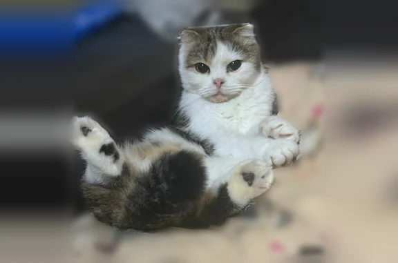 Пропала кошка, улица Тухачевского, 17/4В, Ставрополь — Яна, вислоухая, пугливая - photo