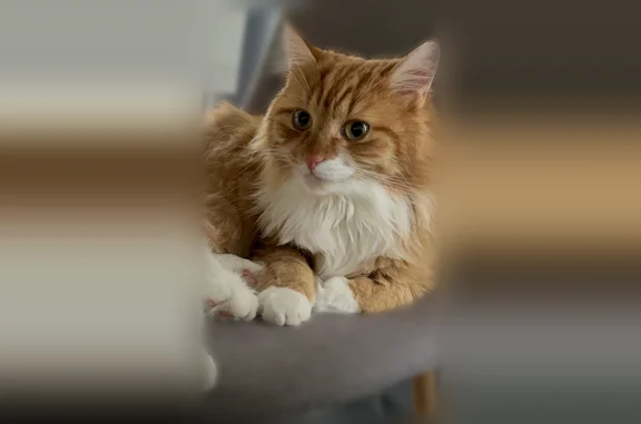 Пропала кошка, 17, Тульская область, Тула - photo