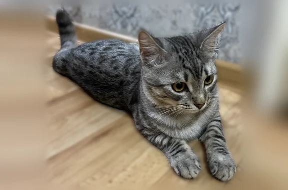 Пропала кошка, улица Юных Пионеров, 34, Омутнинск — молодой котик 6 месяцев - photo