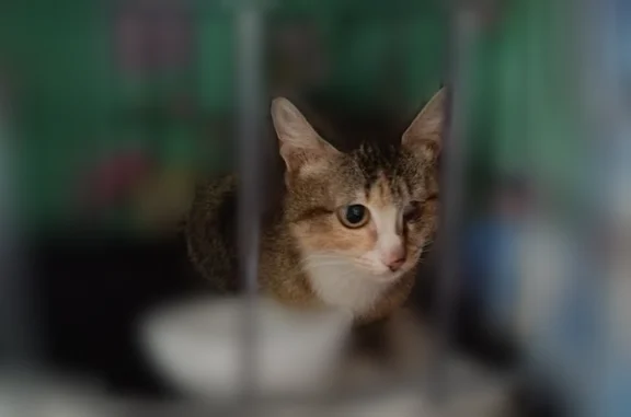 Найдена кошка, Иркутский тракт, Томск — ласковая трёхцветная девочка без глазика - photo