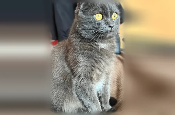 Пропала кошка, улица Белинского, 3, Казань — черно-серый окрас, немного белой шерстки снизу - photo