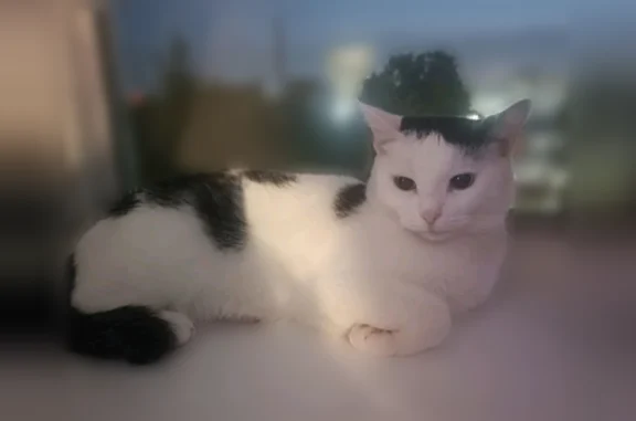 Пропала кошка, улица Аделя Кутуя, 88, Казань — некрупная, 3 года - photo