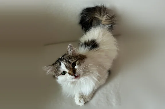 Пропала кошка, улица Лорха, 6, Красково — очень пугливая - photo
