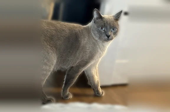 Пропала кошка, Долгоозёрная улица, 1, Санкт-Петербург — серый тайский кот, общительный - photo