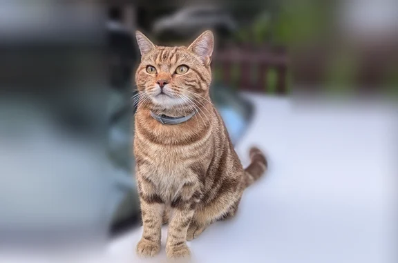 Кошки потеряшки, Новосибирск, фото: Потеряшка кошка, Нижняя Ельцовка, СНТ Ивушка, Новосибирск — табби, спокойная, 4,5 года