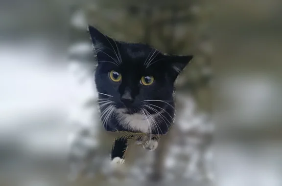 Пропала кошка, Школьная улица, 19, Качканар — чёрно-белая, ласковая, не кастрирована - photo
