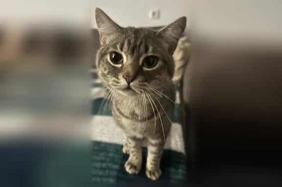 Объявления о пропавших и найденных животных, Шахты, фото: Найдена кошка, 3-й проезд Микрорайон, городской округ Шахты, Шахты — очень ласковая, приучена к горшку