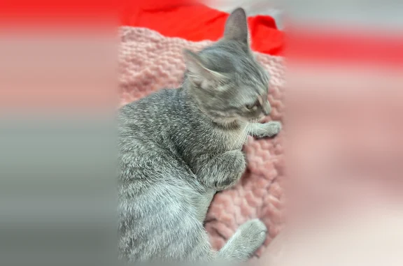 Объявления о пропавших и найденных животных, Новокузнецк, фото: Найдена кошка, Новокузнецк, Кемеровская область — серого окраса, в коричневом ошейнике