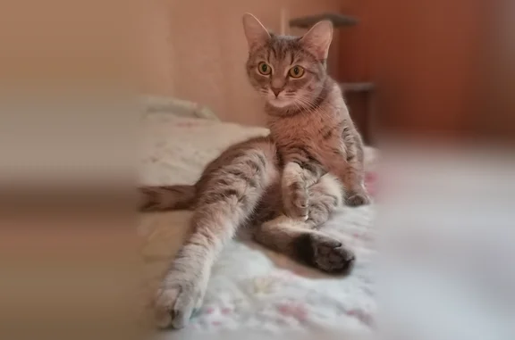 Потерянные животные Старая Русса, фото: Пропала кошка, улица Красный Вал, Старая Русса — маленькая серая кошечка, стерилизованная, очень пугливая