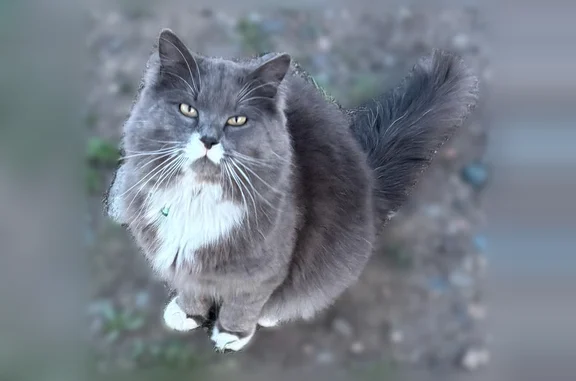 Пропала кошка, Ромашковая улица, Абакан — возраст 1 год, дымчатая, с салатовым ошейником - photo