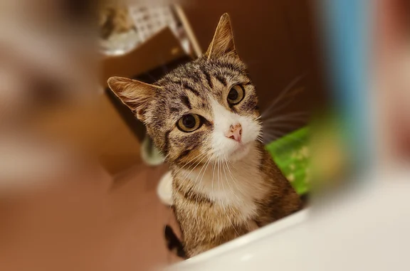 Найденные животные Домодедово, фото: Найдена кошка, Лунная улица, 13, Домодедово — молодая, беременная, ручная